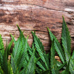 Esrar (Cannabis) Kullanımının Olumsuz Etkileri